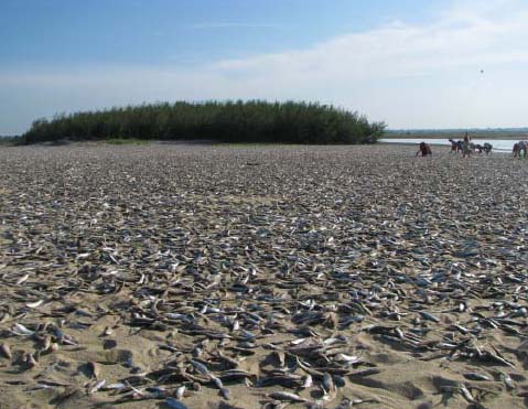 Fish Drying